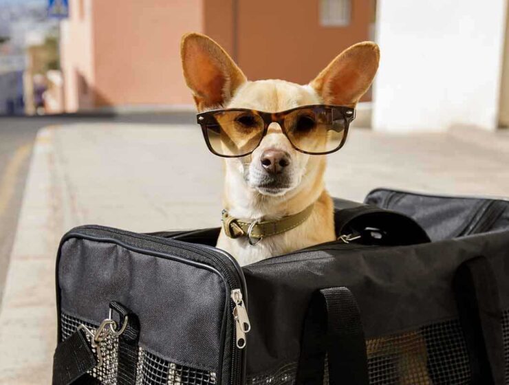 Escapadas pet-friendly por Cataluña: destinos ideales para viajar con tu perro