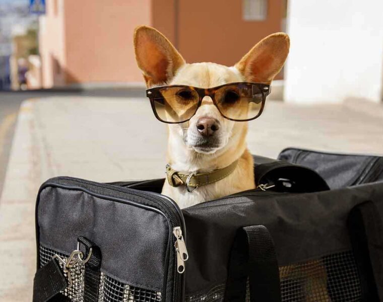 Escapadas pet-friendly por Cataluña: destinos ideales para viajar con tu perro