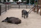 Se incrementa la presencia de jabalíes en el AMB ¿cazarlos o esterilizarlos?