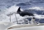Se registró otro ataque de orcas a un barco en el Mediterráneo