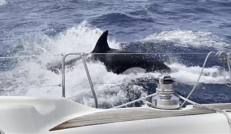 Se registró otro ataque de orcas a un barco en el Mediterráneo