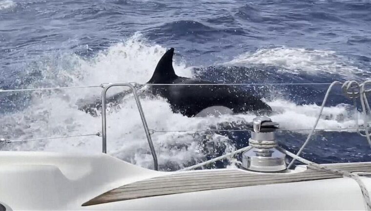 Se registró otro ataque de orcas a un barco en el Mediterráneo