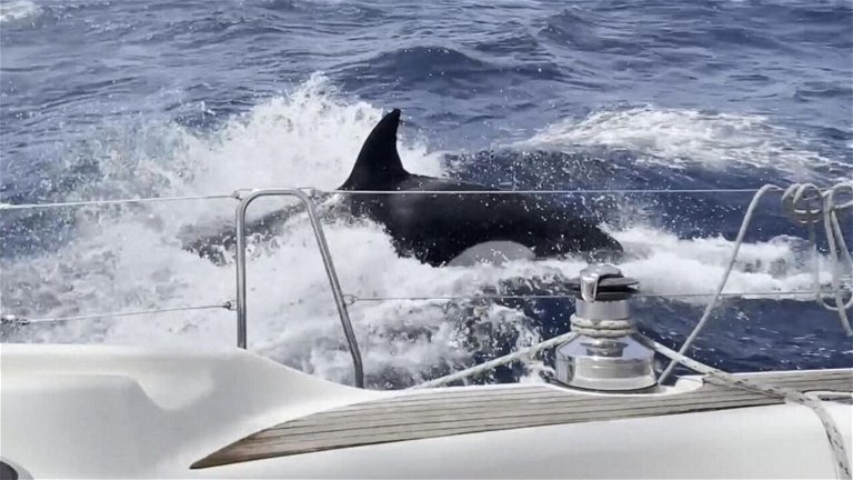 È stato registrato un altro attacco di orche a una nave nel Mediterraneo.