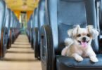 Si quieres viajar con tu perro en tren este verano, sigue las recomendaciones