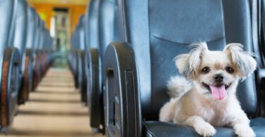 Si quieres viajar con tu perro en tren este verano, sigue las recomendaciones
