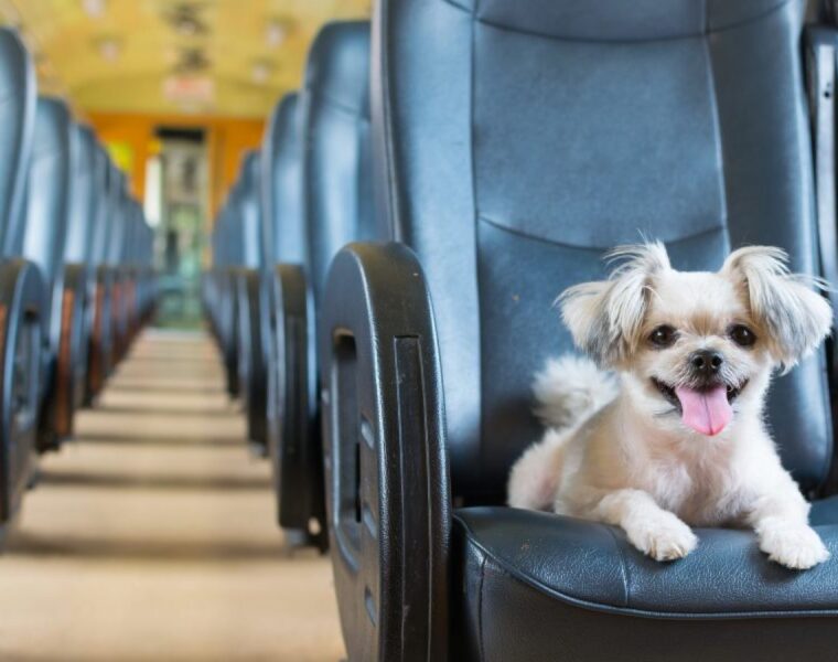 Si quieres viajar con tu perro en tren este verano, sigue las recomendaciones