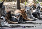 Un hecho histórico: en Barcelona hay más perros que niños