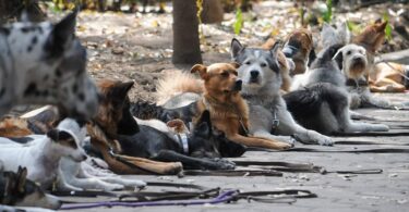 Un hecho histórico: en Barcelona hay más perros que niños
