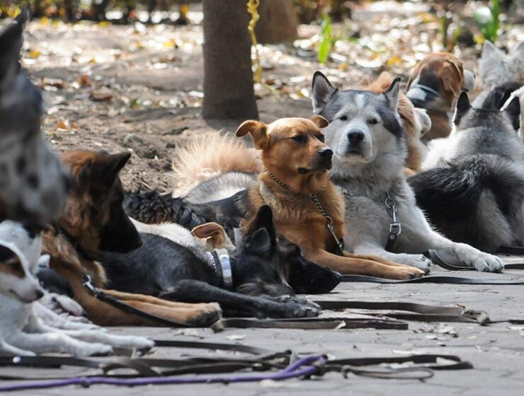Un hecho histórico: en Barcelona hay más perros que niños
