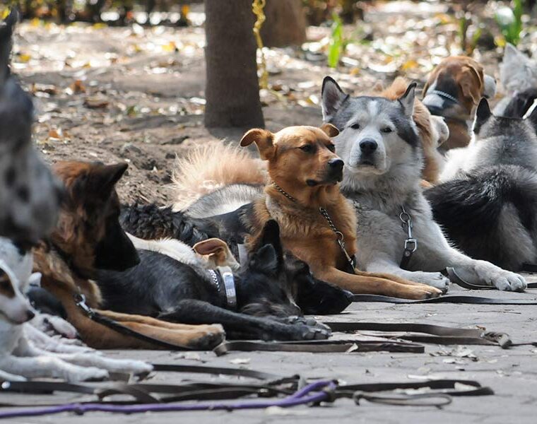 Un hecho histórico: en Barcelona hay más perros que niños