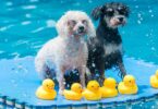Aquapark canino en Barcelona: el único parque acuático para perros de Europa