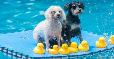 Aquapark canino en Barcelona: el único parque acuático para perros de Europa