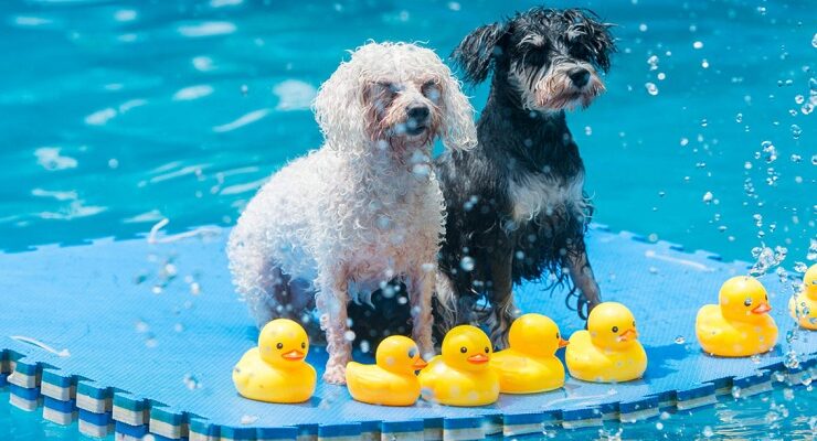 Aquapark canino en Barcelona: el único parque acuático para perros de Europa
