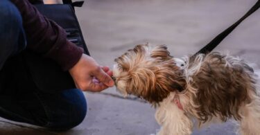 Ayuntamiento ofrece talleres gratuitos de educación canina