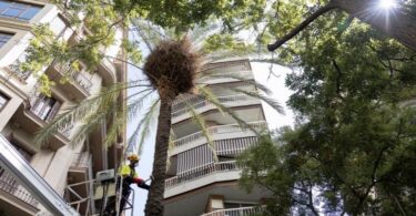 Más de 300 palmeras datileras taladas en la ciudad no se sustituirán aún por la sequía