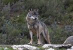 El año pasado y por primera vez, fue avistado un lobo en las inmediaciones de Barcelona