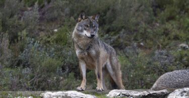 El año pasado y por primera vez, fue avistado un lobo en las inmediaciones de Barcelona