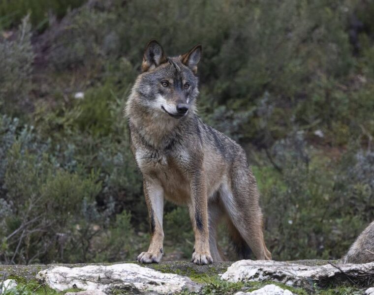 El año pasado y por primera vez, fue avistado un lobo en las inmediaciones de Barcelona