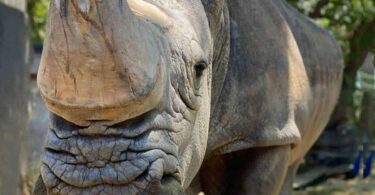 Fallece Pedro, en el Zoo de BCN, el rinoceronte blanco más viejo de Europa