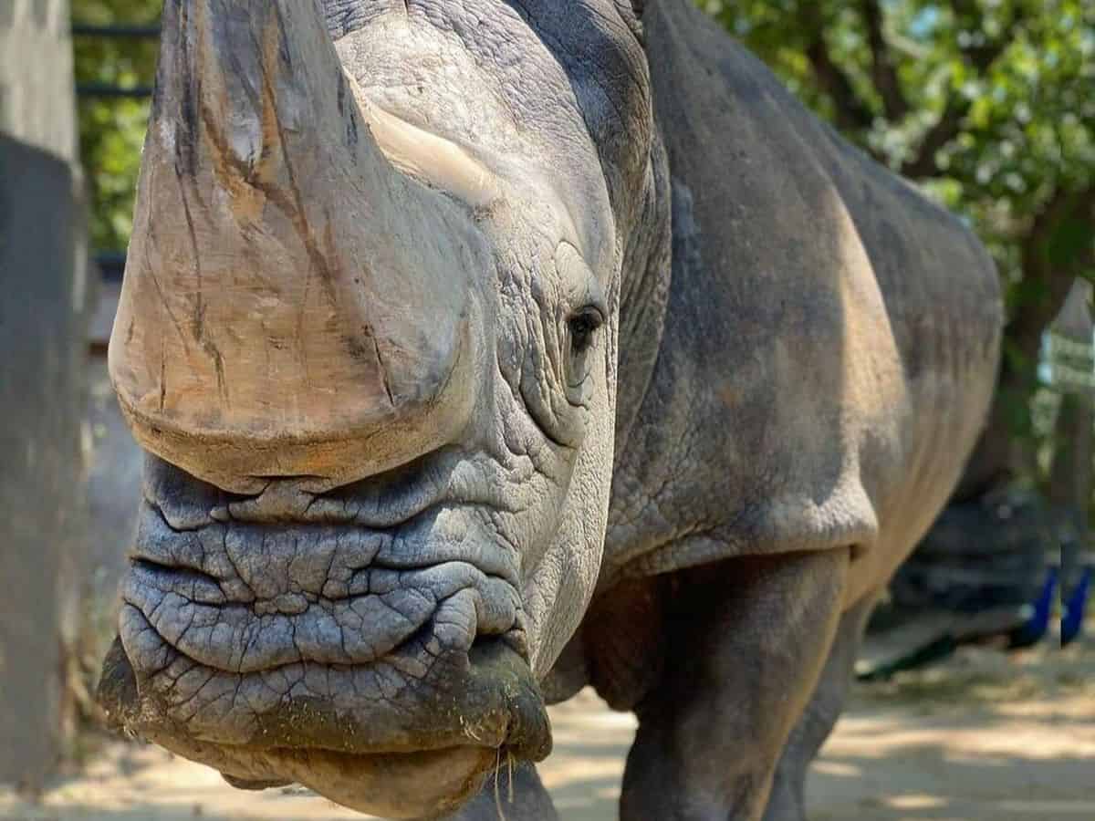 Pedro, il rinoceronte bianco più vecchio d'Europa, muore allo zoo di BCN