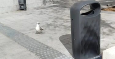 antigaviotas