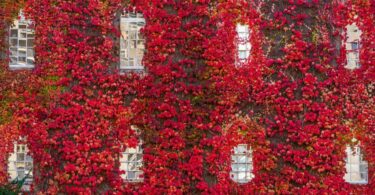 Algunas ideas para disfrutar del otoño en Barcelona: naturaleza, cine, cerveza y más