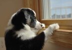 Ley de Bienestar Animal establece el tiempo que pueden estar solas las mascotas en casa