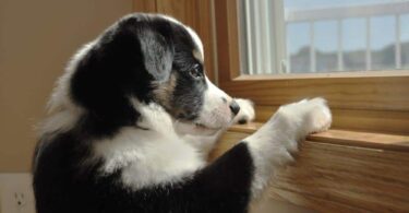 Ley de Bienestar Animal establece el tiempo que pueden estar solas las mascotas en casa