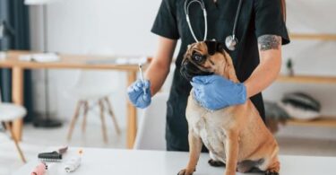 Programa #MejoresAmigos ofrece veterinario gratis para mascotas vulnerables