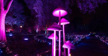 Natura Encesa Barcelona Ilumina la Navidad con una experiencia inmersiva