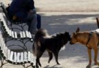 Multas por llevar perros sueltos en Barcelona: lo que necesitas saber