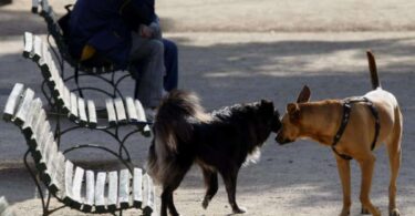 Multas por llevar perros sueltos en Barcelona: lo que necesitas saber