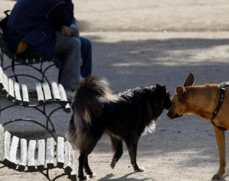 Multas por llevar perros sueltos en Barcelona: lo que necesitas saber