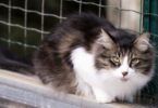 Incautados 200 animales en operación contra red de venta ilegal en Barcelona