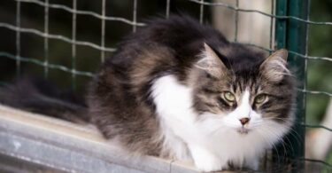 Incautados 200 animales en operación contra red de venta ilegal en Barcelona