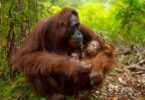 El Zoo de Barcelona refuerza su compromiso con la conservación del orangután de Borneo