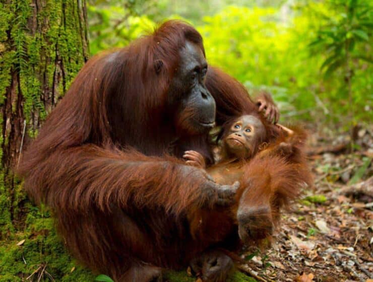 El Zoo de Barcelona refuerza su compromiso con la conservación del orangután de Borneo