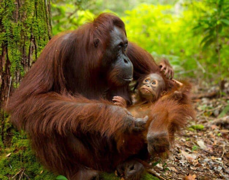 El Zoo de Barcelona refuerza su compromiso con la conservación del orangután de Borneo