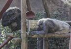 Innovación nutricional para los animales del Zoo de Barcelona