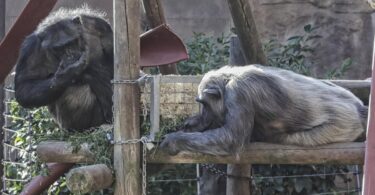 Innovación nutricional para los animales del Zoo de Barcelona