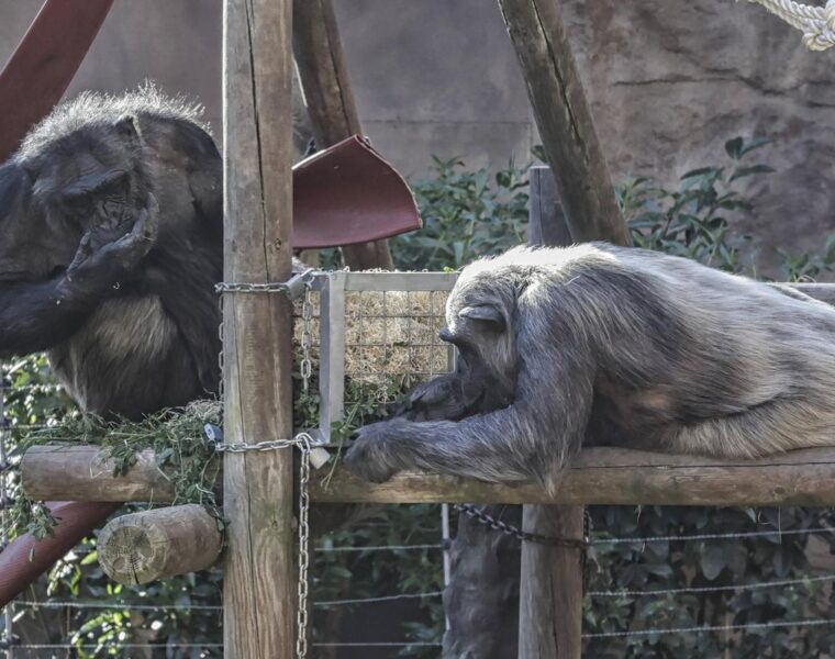 Innovación nutricional para los animales del Zoo de Barcelona