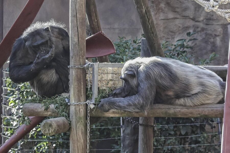 Innovación nutricional para los animales del Zoo de Barcelona