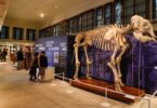 El Museo Martorell reabre sus puertas después de 13 años de cierre
