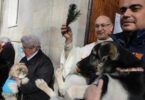 Bendición de animales y desfile de Tres Tombs en las fiestas de Sant Antoni