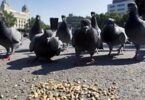 Barcelona busca reducir la población de palomas y se pide no darles de comer