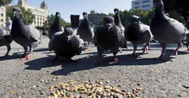 Barcelona busca reducir la población de palomas y se pide no darles de comer