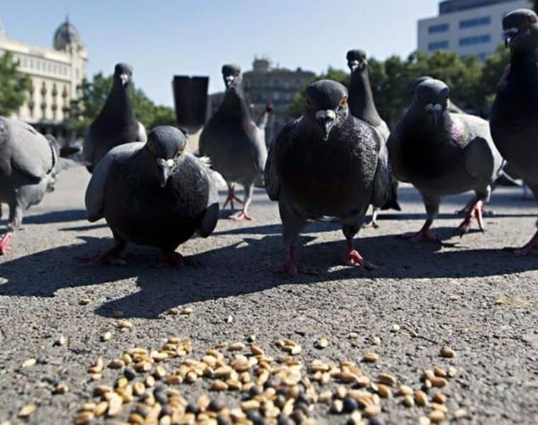 Barcelona busca reducir la población de palomas y se pide no darles de comer