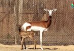 Nace una cría de Gacela Dama Mohor en el Zoo de Barcelona