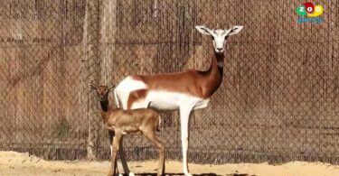Nace una cría de Gacela Dama Mohor en el Zoo de Barcelona