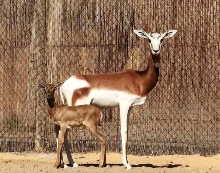 Nace una cría de Gacela Dama Mohor en el Zoo de Barcelona